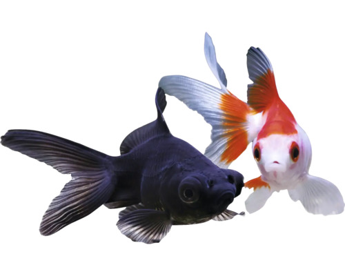 Dve okrasné ryby: čierna závojnatka a červeno-biela okrasná ryba