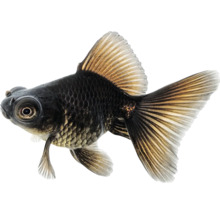 Čierna teleskopická rybka do akvária