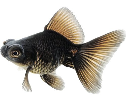 Carassius auratus Závojnatka čierná teleskopka 4-5cm Čierna teleskopická rybka do akvária