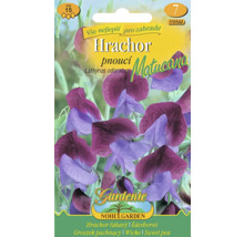 Balenie semien hrachora voňavého, Lathyrus odoratus