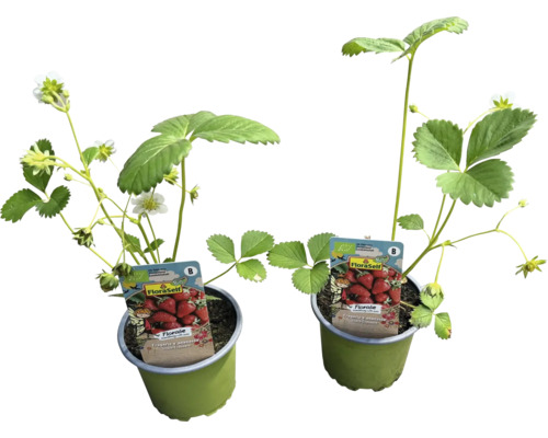 Jahodník BIO Snack FloraSelf Bio kvetináč Ø 10,5 cm