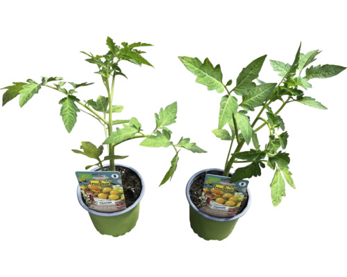 Dve sadenice paradajok v kvetináči