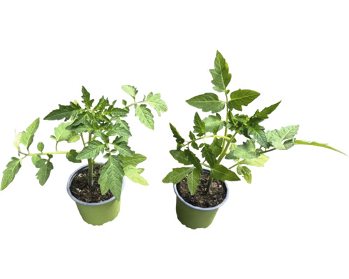 Dve sadenice paradajok v kvetináči