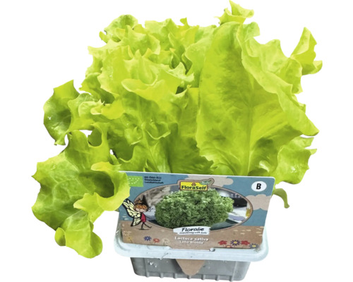 FloraSelf Šalát na trhanie Lollo Bionda v kvetináči