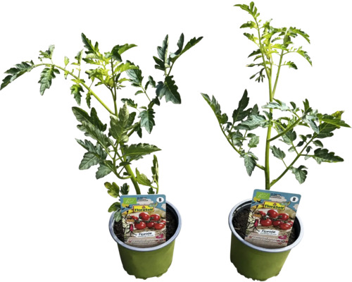 Dve sadenice paradajok v kvetináčoch