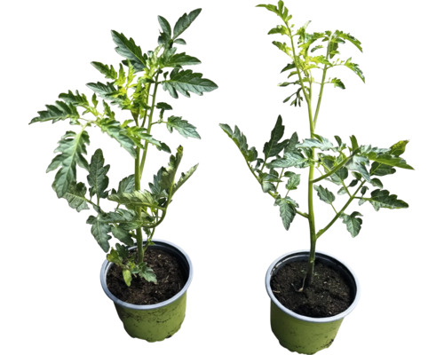 Dve sadenice paradajok v kvetináčoch