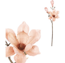 Konár s kvetmi magnólie ako dekorácia