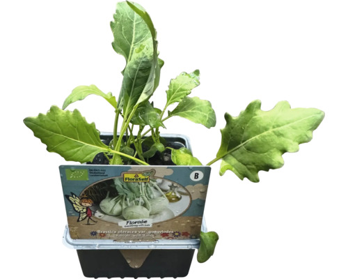 Rastlina kalerábu v kvetináči s etiketou FloraSelf