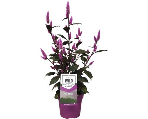 Plamenník FloraSelf Celosia argentea kvetináč Ø 15 cm