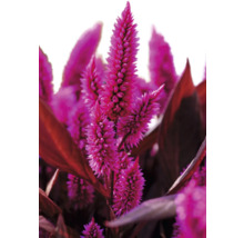 Detail kvetov Celosia
