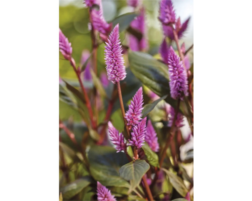Detailný záber rastliny Celosia s charakteristickými kvetenstvami