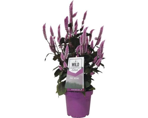 Rastlina Celosia v kvetináči