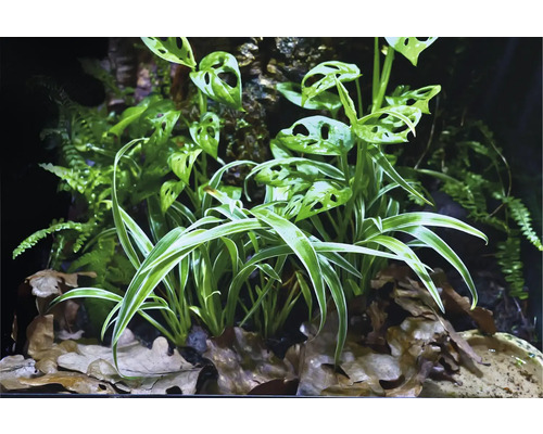 Scéna s rôznymi druhmi rastlín