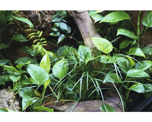 Detailný záber výsadby terária s rôznymi druhmi rastlín