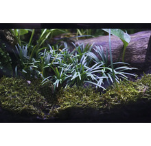 Akvarijné rastliny a mach na kuse dreva