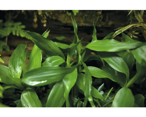 Zelená rastlina dráčik s listami