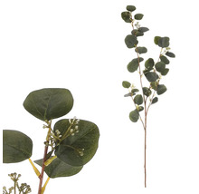 Eukalyptová vetva na dekoráciu