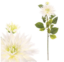 Dekoratívna georgína s kvetmi a listami