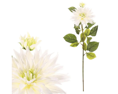 Dekoratívna georgína s kvetmi a listami