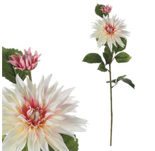 Dekoratívna georgína do interiéru