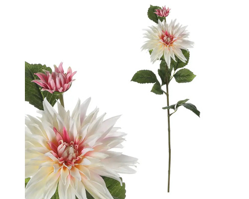 Dekoratívna georgína do interiéru