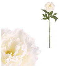 Dekoratívna pivonka na stonke