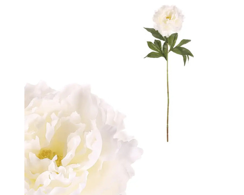 Dekoratívna pivonka na stonke