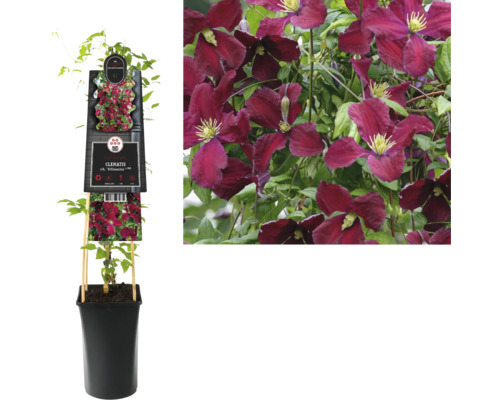 Plamienok FloraSelf Clematis vitalba 'Vitiwester' výška 50-70 cm kvetináč 2,3 l