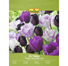 Zmes tulipánov FloraSelf Purple Rhapsody, balenie 15 kusov
