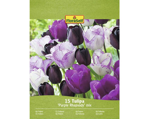 Zmes tulipánov FloraSelf Purple Rhapsody, balenie 15 kusov