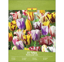 Balenie tulipánov Rembrandt mix od FloraSelf s 15 cibuľovinami