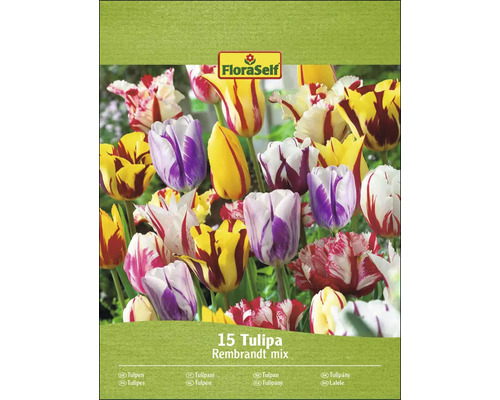 Balenie tulipánov Rembrandt mix od FloraSelf s 15 cibuľovinami