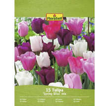 FloraSelf Tulipán Spring Bliss Mix, balenie 15 kusov