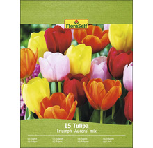 Balenie tulipánov Triumph Aurora Mix s 15 kusmi
