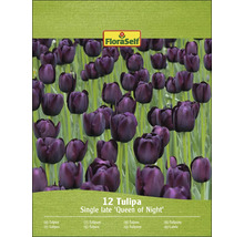 Balenie 12 tulipánov odrody Queen of Night