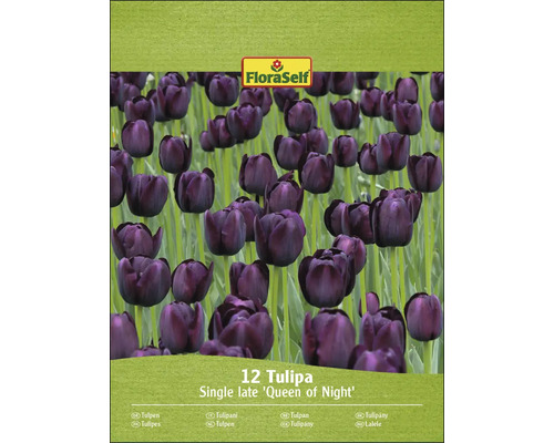 Balenie 12 tulipánov odrody Queen of Night