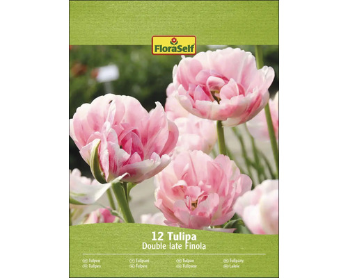 Balenie tulipánových cibuliek odrody Double Late Finola