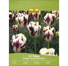 Balenie 12 tulipánov FloraSelf Triumph ''Grand Perfection''