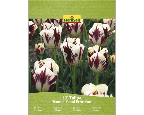 Balenie 12 tulipánov FloraSelf Triumph ''Grand Perfection''