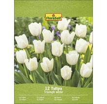 FloraSelf Triumph biele tulipány, 12 kusov