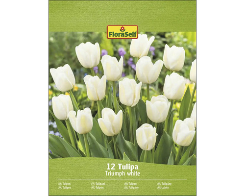 FloraSelf Triumph biele tulipány, 12 kusov