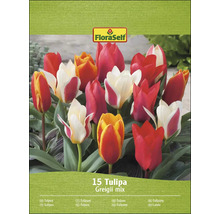 FloraSelf Zmes tulipánov Greigii, balenie 15 kusov