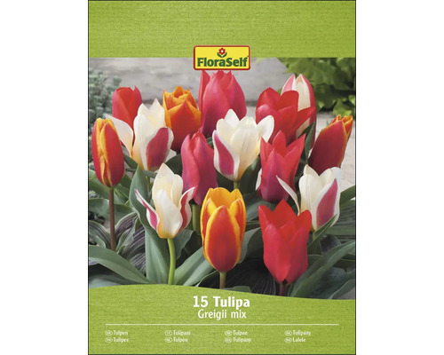 FloraSelf Zmes tulipánov Greigii, balenie 15 kusov