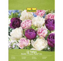 Balenie 12 tulipánových cibuliek, odroda Double Picasso Pallet Mix