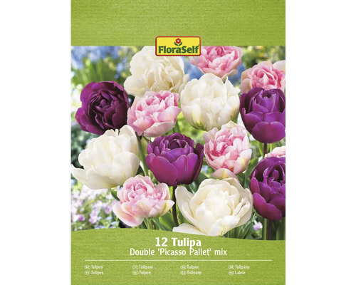 Balenie 12 tulipánových cibuliek, odroda Double Picasso Pallet Mix