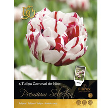 Balenie šiestich cibuliek tulipánu Tulipa Carnaval de Nice
