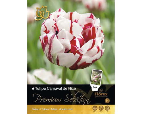 Balenie šiestich cibuliek tulipánu Tulipa Carnaval de Nice
