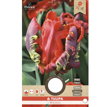 6 cibuliek tulipánu Tulipa Rococo