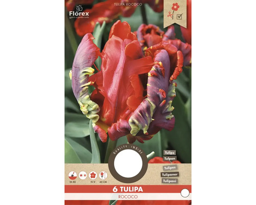 6 cibuliek tulipánu Tulipa Rococo