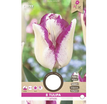 Balenie cibuliek tulipánov Tulipa Affaire
